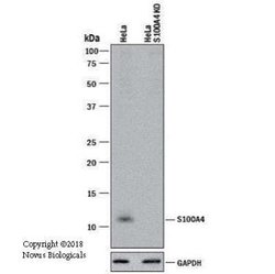 S100A4 Antibody (1F11) - Azide and BSA Free, Novus Biologicals 0.1 mg;